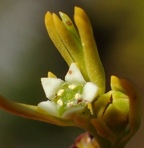 Fruity Rootthug (Thesium fruticosum)
