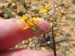 Nemesia gracilis