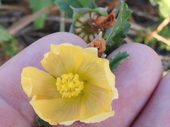 Malvastrum aurantiacum