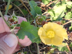 Malvastrum aurantiacum