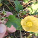 Wright's False Mallow - Photo (c) Sam Kieschnick, some rights reserved (CC BY), uploaded by Sam Kieschnick