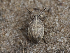 Coenus delius