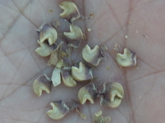 Malvastrum aurantiacum