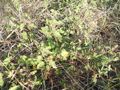 Malvastrum aurantiacum