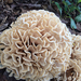 Eastern Cauliflower Mushroom - Photo (c) brobalstones, some rights reserved (CC BY-NC)