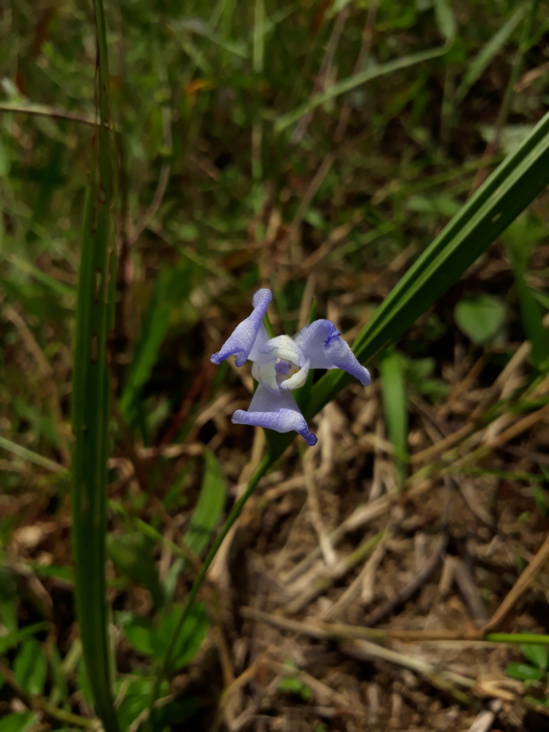 Cipura gigas