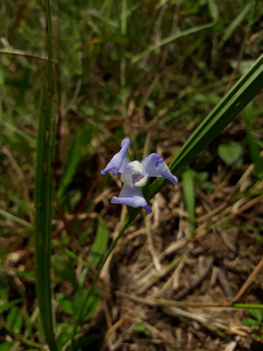 Cipura gigas