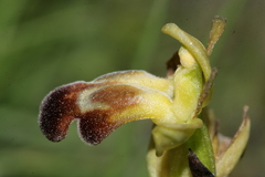 Pseudophrys