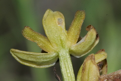 Pseudophrys