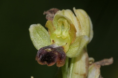 Pseudophrys