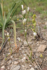 Gagea graeca