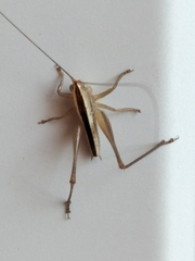 Conocephalus leptopterus