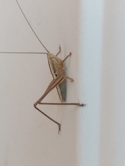 Conocephalus leptopterus
