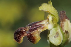 Pseudophrys