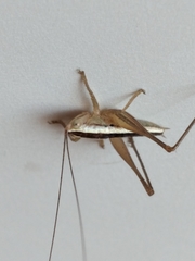 Conocephalus leptopterus