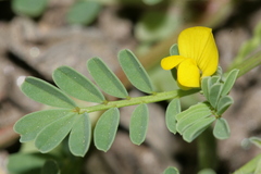 Hippocrepis