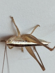 Conocephalus leptopterus