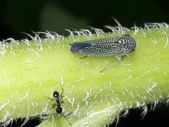 Macugonalia cavifrons