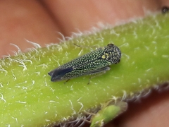 Macugonalia cavifrons