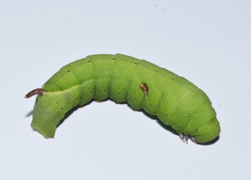 V Nephele