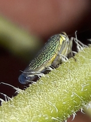 Macugonalia cavifrons