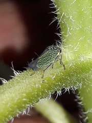 Macugonalia cavifrons