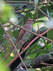 Niltava macgrigoriae