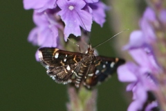 Diathrausta