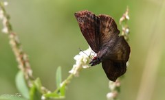 Theagenes dichrous