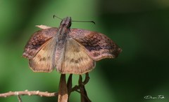 Theagenes dichrous
