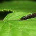 Athripsodes bilineatus - Photo (c) Per Hoffmann Olsen, algunos derechos reservados (CC BY-NC), subido por Per Hoffmann Olsen