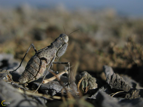 Eremiaphila dagi · iNaturalist