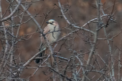 Garrulus glandarius iphigenia