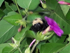Xylocopa grisescens