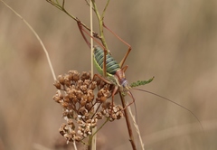Ephippiger diurnus diurnus