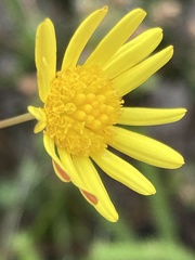 Euryops ericoides