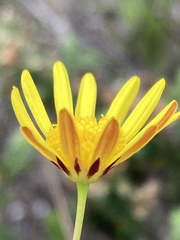 Euryops ericoides