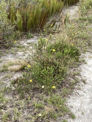 Euryops ericoides