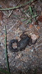 Parabuthus transvaalicus