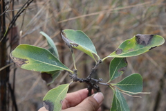 Quercus laeta