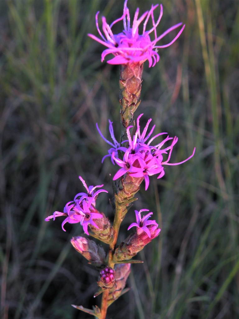 bracted blazing star