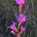 Bracted Blazing Star - Photo (c) Don Verser, some rights reserved (CC BY-NC), uploaded by Don Verser