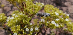 Zyzzyx chilensis