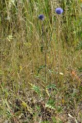 Echinops tataricus