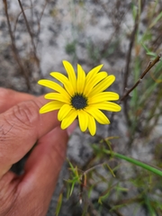 Arctotis angustifolia