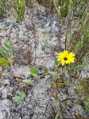 Arctotis angustifolia