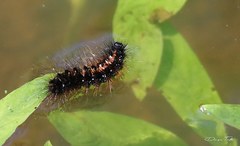 Paracles azollae