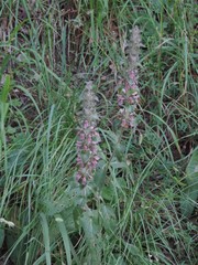 Stachys heraclea