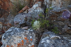 Euryops pectinatus pectinatus