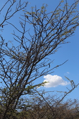 Havardia acatlensis